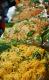 How To Make Pad Thai